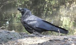 BF Torresian Crow thread.jpg