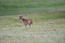 Muntjac (2).JPG