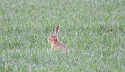 Brown Hare (2).JPG