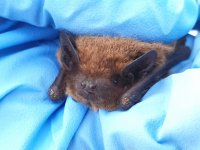 Kuhl's Pipistrelle (2).JPG