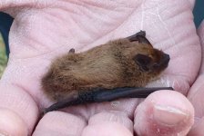 Kuhl's Pipistrelle (5).JPG