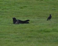 Crow_Girdle Ness_230521a.jpg