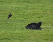 Crow_Girdle Ness_230521d.jpg