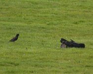 Crow_Girdle Ness_230521g.jpg