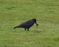 Crow_Girdle Ness_230521k.jpg