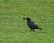 Crow_Girdle Ness_230521l.jpg