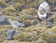 WALK 20,8,21 curlew:whimbrel, harbour with Sandy 5.JPG