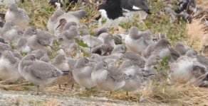 WALK 20,9,7 oystercatchers + purple sandpiper + knots + turnstones, Middle Pier, Harbour Scree...png