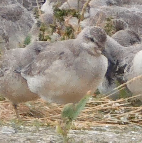 WALK 20,9,7 oystercatchers + purple sandpiper + knots + turnstones, Middle Pier, Harbour Scree...png