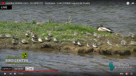2021-05-24 Plovers and Dunlin.jpg