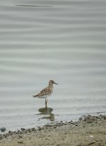 DSC00750 Sharp-tailed Sandpiper @ San Tin.jpg