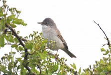 Whitethroat ISO800.jpg