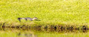 AMERICAN ALLIGATOR 26-MAY-2021RS 0001.jpg