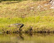 AMERICAN ALLIGATOR 26-MAY-2021RS 0002.jpg