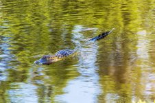 AMERICAN ALLIGATOR 26-MAY-2021RS 0003.jpg