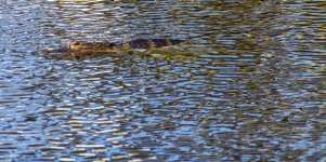 AMERICAN ALLIGATOR 26-MAY-2021RS 0004.jpg