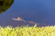 AMERICAN ALLIGATOR 26-MAY-2021RS 0005.jpg