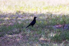 BLACK BIRD 28-MAY-2021RS 0001.jpg