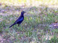 00 00 00 Grackle_edited.jpg