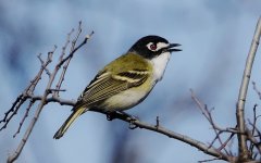 cDSC05771 - Black-capped Vireo (1280x800).jpg