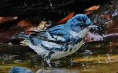 cDSC06398 - Cerulean Warbler, male (1280x792).jpg