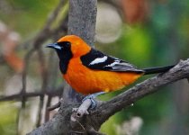 aDSC05810 - Hooded Oriole (1280x918).jpg