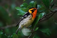 aDSC06530 - Blackburnian Warbler, male (1280x862).jpg