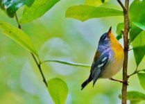 aDSC06589 - Northern Parula, female (1280x922).jpg