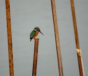 DSC08080 Common Kingfisher @ San Tin.jpg