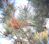 Crossbill LARGE.jpg