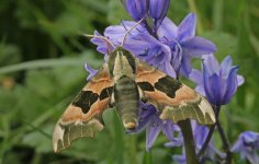 08 Lime Hawkmoth 001.jpg