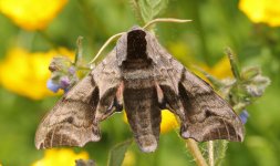 09 Eyed Hawkmoth 001.jpg