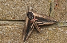 10 Privet Hawkmoth 001.jpg