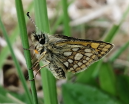 Chequered skipper.PNG