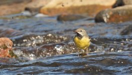 Grey Wagtail.jpg