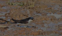 House Martin.jpg