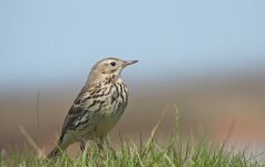 Meadow Pipit.jpg