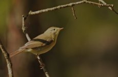 Warbler ID.jpg