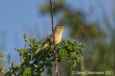 melodious-warbler.jpg