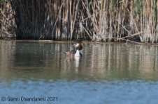 GC-Grebe.jpg