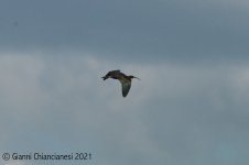 Glossy-Ibis.jpg