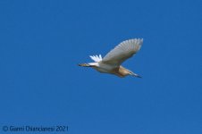 Squacco-heron.jpg