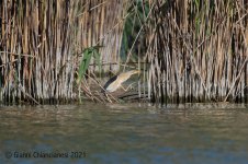 Little-bittern2.jpg