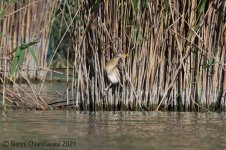 Little-bittern5.jpg