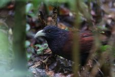 IMG_5247_Green-billed Coucal_Sinharaja.JPG