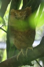 IMG_5257_Serendib_Scops Owl_Sinharaja.JPG