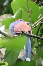 IMG_5331_Sri Lanka Blue Magpie_Sinharaja.JPG