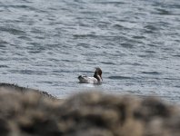 Merganser.jpg