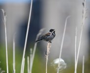 Reed Bunting_Girdle Ness_050621a.jpg