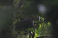 Russet-Crowned Quail-Dove.JPG